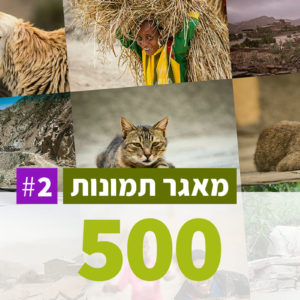 מאגרי תמונות בזול